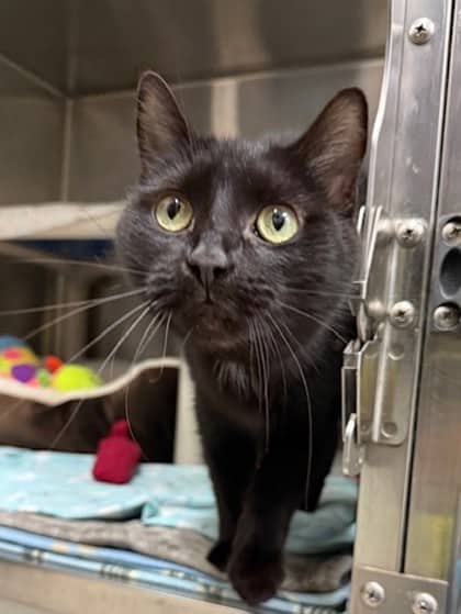 Hemi - Domestic Shorthair cat available for adoption at Ontario SPCA (Toronto Area) in Toronto