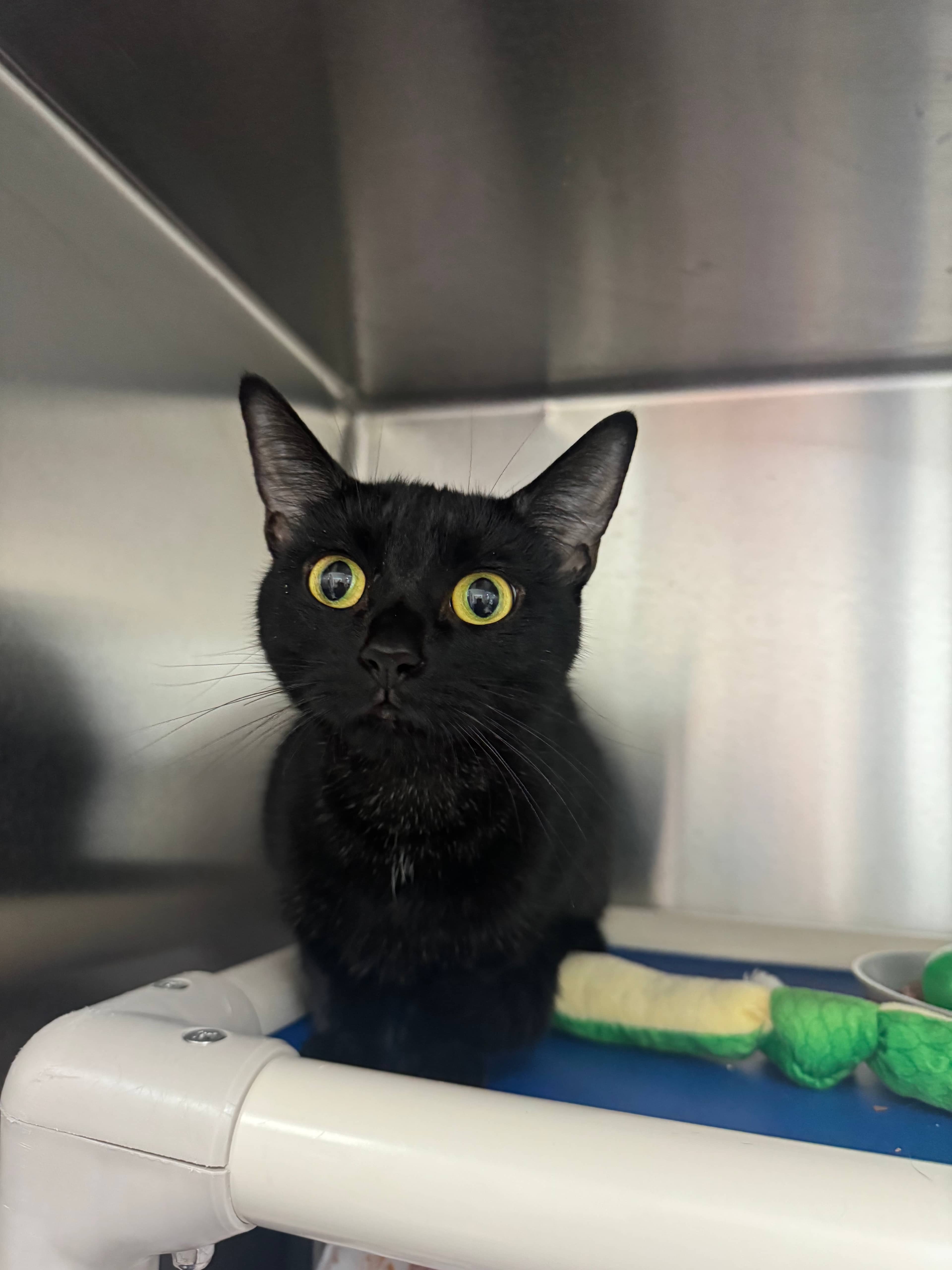 Sammy - Domestic Shorthair cat available for adoption at Ontario SPCA (Toronto Area) in Toronto