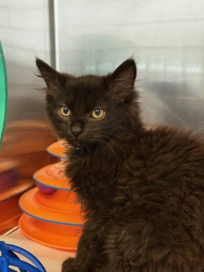 Alfie - Domestic Longhair available for adoption