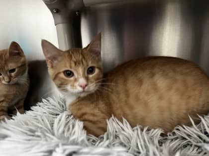 Bowser - Domestic Shorthair available for adoption