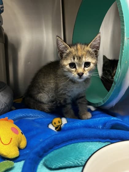 Lisa - Domestic Shorthair cat available for adoption at Ontario SPCA (Toronto Area) in Toronto