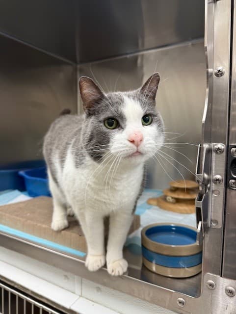 Clover - Domestic Shorthair cat available for adoption in Calgary