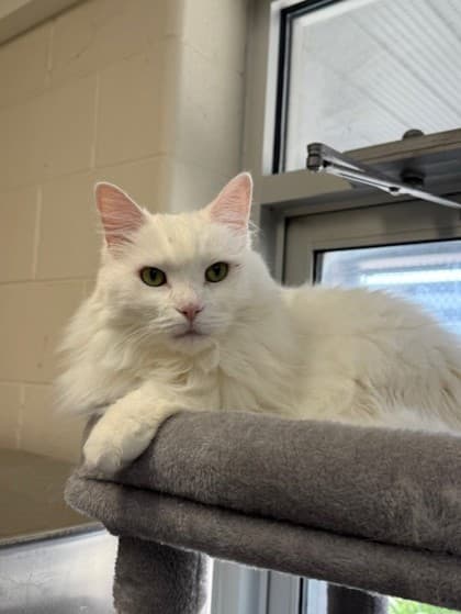 Gizmo - Domestic Medium Hair cat available for adoption in Calgary