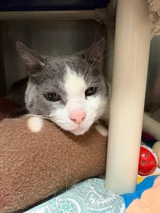 Clover - Domestic Shorthair cat available for adoption at Ontario SPCA (Toronto Area) in Toronto