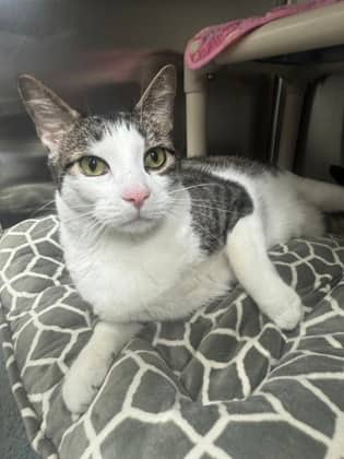 Chapo - Domestic Shorthair cat available for adoption at Ontario SPCA (Toronto Area) in Toronto
