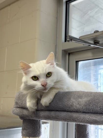 Darcy - Domestic Medium Hair cat available for adoption in Calgary