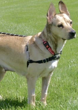 Panini - Mixed Breed, Medium (up to 44 lbs fully grown) available for adoption