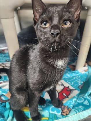 Potato - Domestic Shorthair cat available for adoption at Ontario SPCA (Toronto Area) in Toronto