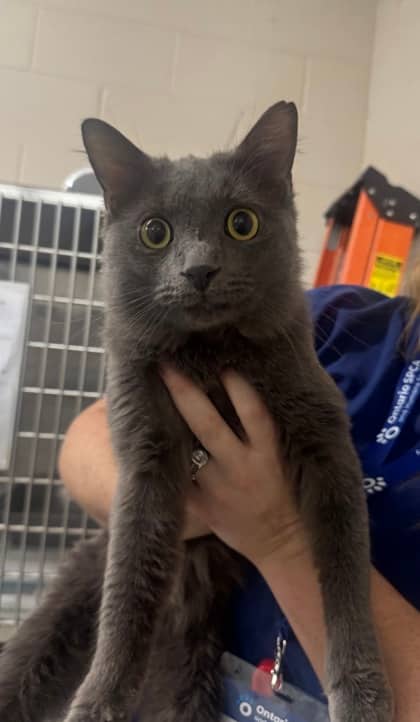 Hocus - Domestic Medium Hair available for adoption