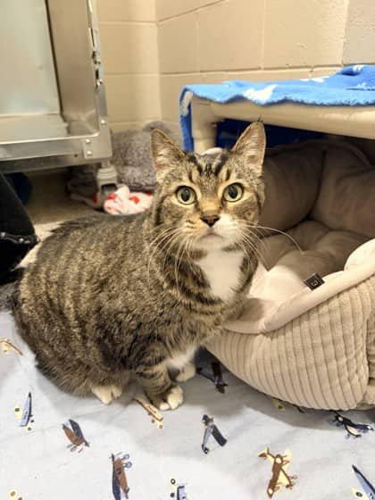 Butterball - Domestic Shorthair cat available for adoption at Ontario SPCA (Toronto Area) in Toronto