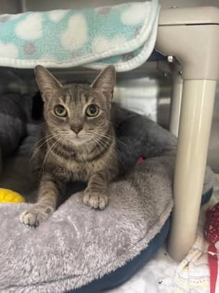 Ghost - Domestic Medium Hair cat available for adoption at Ontario SPCA (Toronto Area) in Whitby