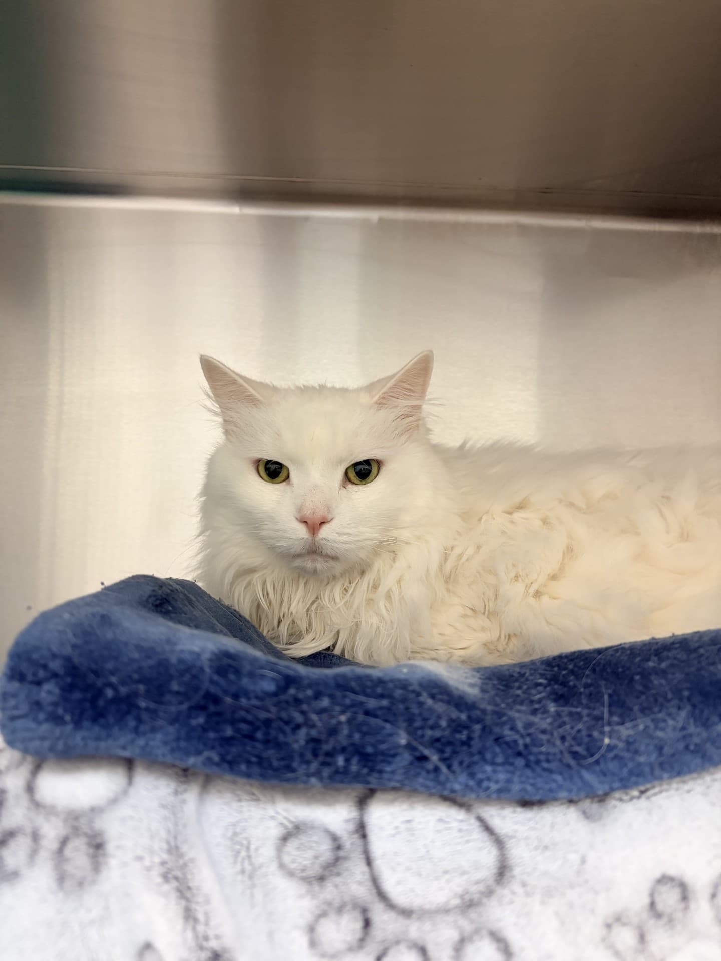 Gizmo - Domestic Medium Hair cat available for adoption in Calgary