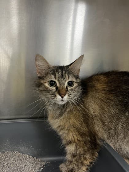 Frida - Domestic Shorthair cat available for adoption at Ontario SPCA (Toronto Area) in Toronto