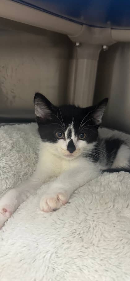 Camo - Domestic Shorthair available for adoption