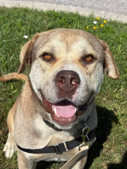 Dan - Bulldog available for adoption
