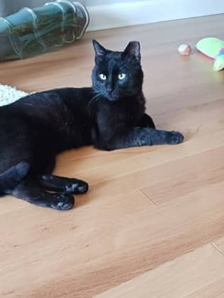 Coal - Domestic Shorthair available for adoption