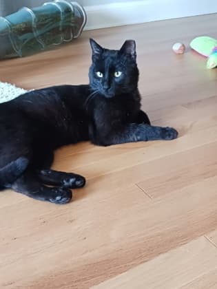 Coal - Domestic Shorthair available for adoption
