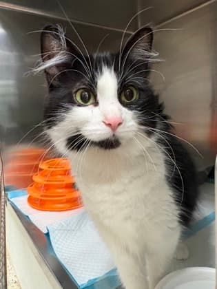 Serenity - Domestic Medium Hair cat available for adoption at Ontario SPCA (Toronto Area) in Toronto