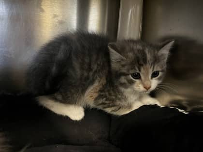 Peach - Domestic Shorthair cat available for adoption at Ontario SPCA (Toronto Area) in Toronto