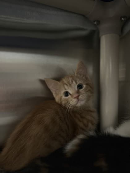 Brodie - Domestic Shorthair cat available for adoption at Ontario SPCA (Toronto Area) in Toronto