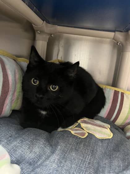 Neighbour - Domestic Shorthair cat available for adoption at Ontario SPCA (Toronto Area) in Whitby