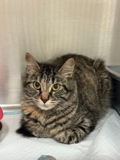 Esmeralda - Domestic Shorthair available for adoption