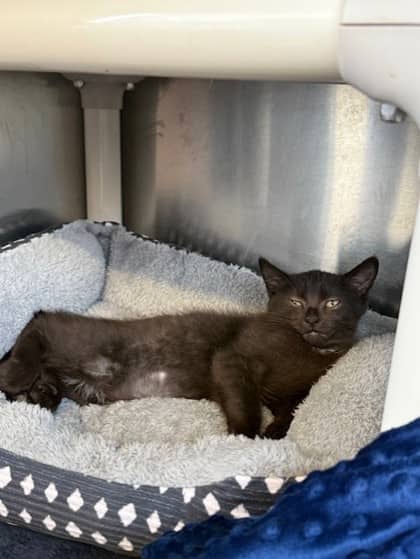Marcello - Domestic Shorthair cat available for adoption at Ontario SPCA (Toronto Area) in Toronto