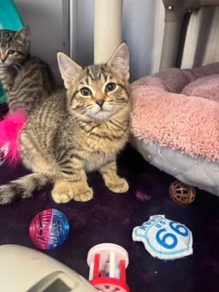 Caroline - Domestic Shorthair available for adoption
