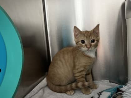 Lemmy - Domestic Shorthair available for adoption