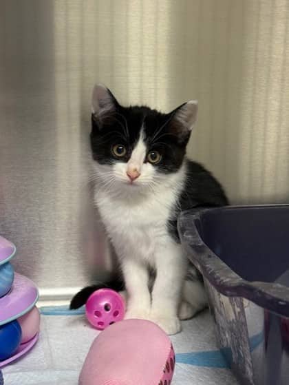 Morgan - Domestic Shorthair available for adoption