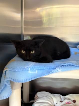 Mindy - Domestic Shorthair available for adoption