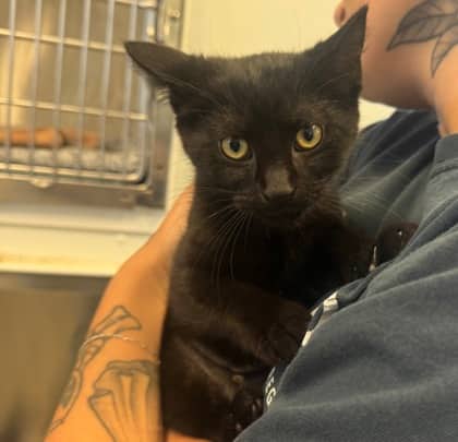 Emily - Domestic Shorthair cat available for adoption at Ontario SPCA (Toronto Area) in Toronto
