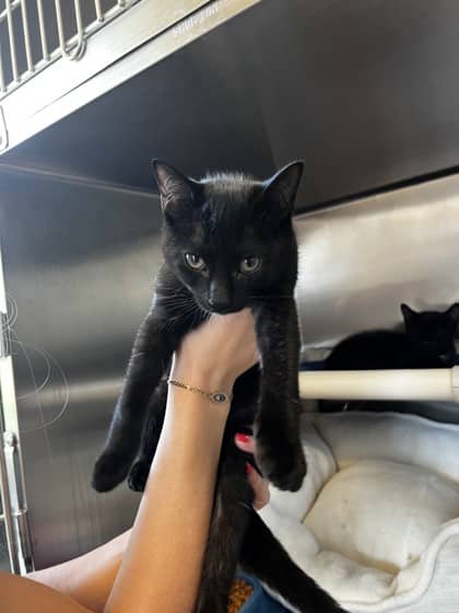 Willow - Domestic Shorthair available for adoption
