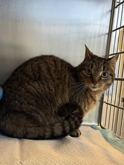 Maritia - Domestic Shorthair available for adoption