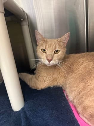 Cheddar - Domestic Shorthair cat available for adoption at Ontario SPCA (Toronto Area) in Toronto