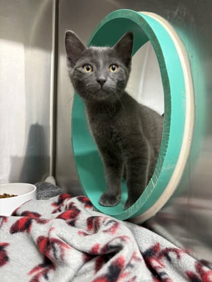 Valentino - Domestic Shorthair cat available for adoption at Ontario SPCA (Toronto Area) in Whitby