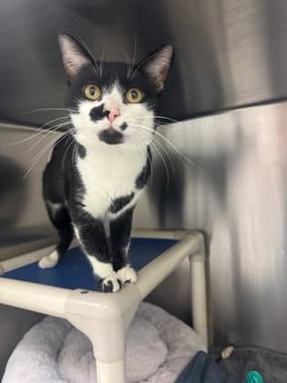 Oreo - Domestic Shorthair cat available for adoption at Ontario SPCA (Toronto Area) in Whitby