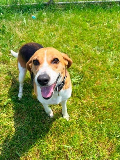 Margo - Hound available for adoption