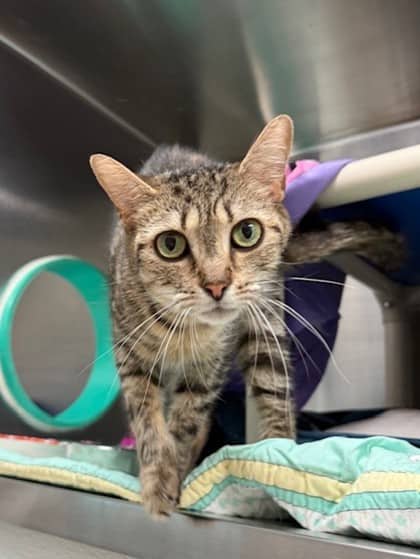 Luna - Domestic Shorthair cat available for adoption at Ontario SPCA (Toronto Area) in Toronto