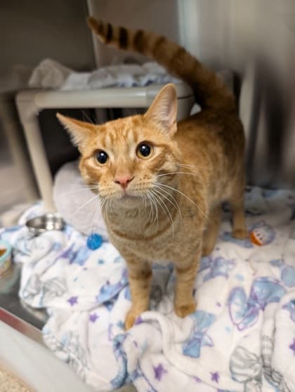 Bingo - Domestic Shorthair cat available for adoption at Ontario SPCA & Humane Society in Whitby