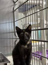 Chanel - Domestic Shorthair cat available for adoption at Ontario SPCA (Toronto Area) in Whitby