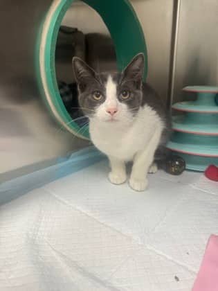 Jax - Domestic Shorthair cat available for adoption at Ontario SPCA (Toronto Area) in Toronto