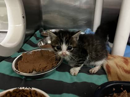 Breezy - Domestic Shorthair cat available for adoption at Ontario SPCA (Toronto Area) in Toronto