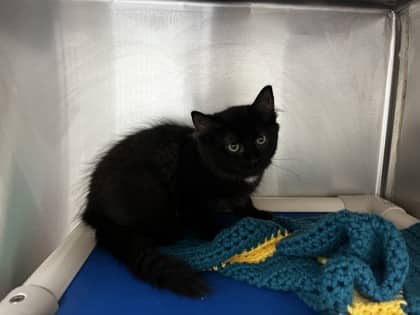 Iggy - Domestic Longhair cat available for adoption at Ontario SPCA (Toronto Area) in Whitby