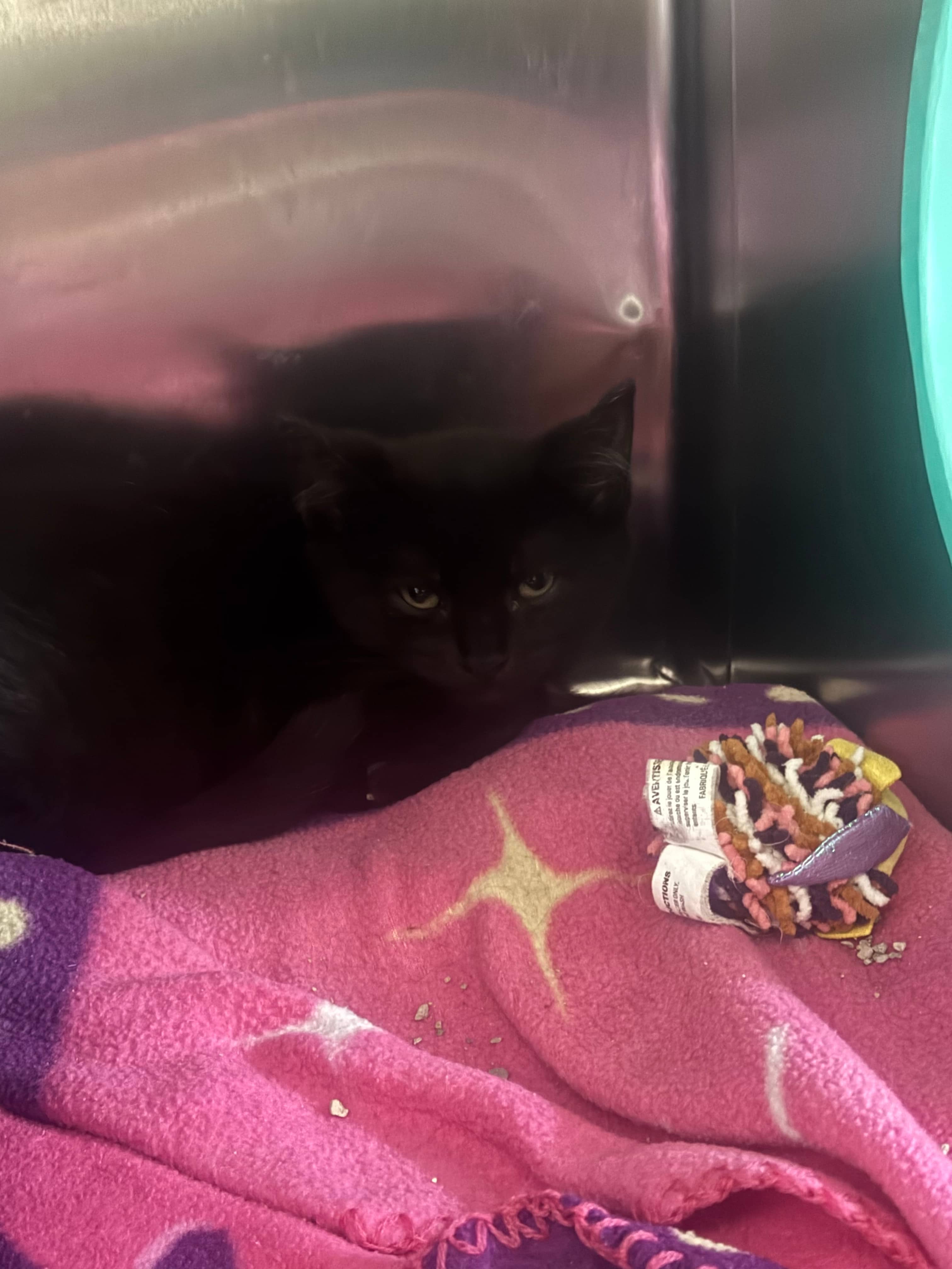 Aberdeen - Domestic Shorthair available for adoption