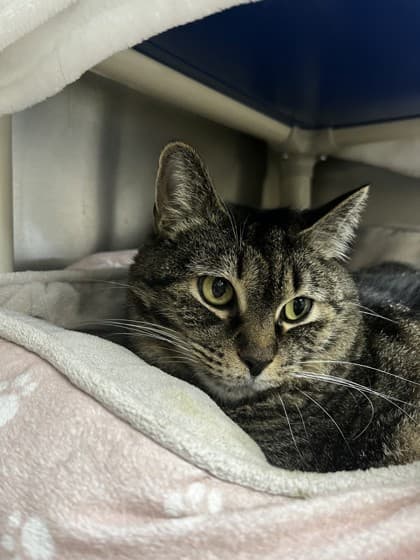 Sasha - Domestic Shorthair cat available for adoption at Ontario SPCA (Toronto Area) in Toronto