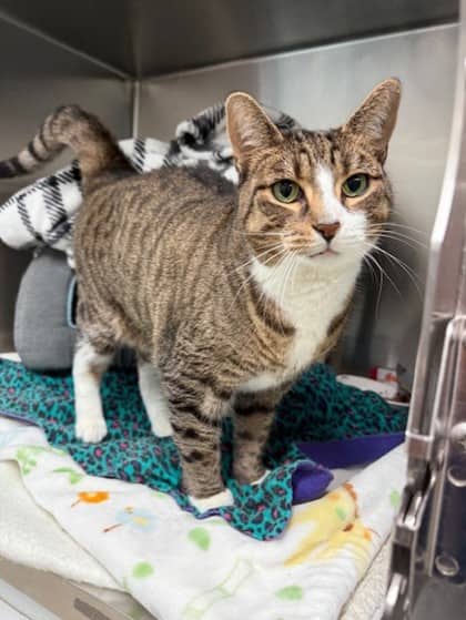 Pish - Domestic Shorthair available for adoption