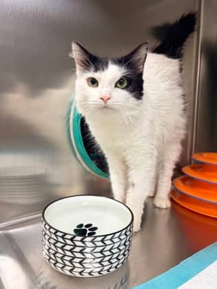Tom - Domestic Medium Hair available for adoption