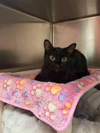 Bowie - Domestic Shorthair cat available for adoption at Ontario SPCA (Toronto Area) in Whitby