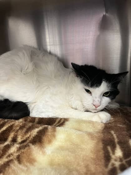Tom - Domestic Medium Hair cat available for adoption at Ontario SPCA (Toronto Area) in Whitby